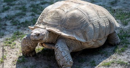 Zwierzęce rekordy. Znasz wszystkie? Pytanie szóste może zaskoczyć