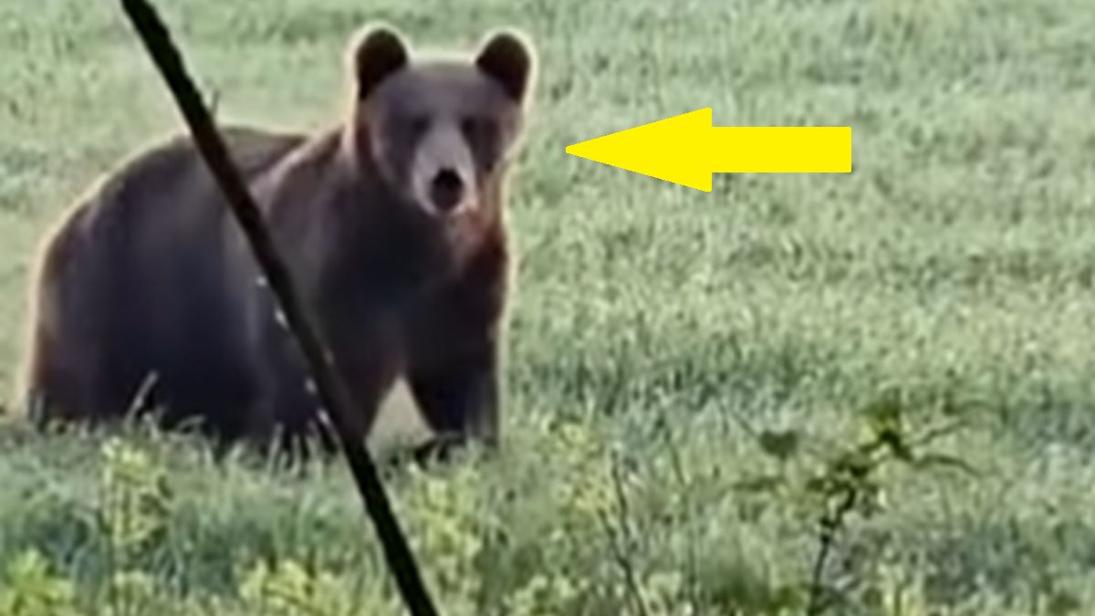 Nagranie z niedźwiedziem. Tak się zachował.