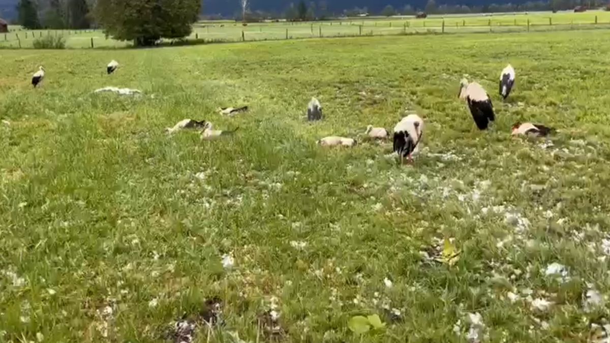 Padłe bociany na łące w Bawarii