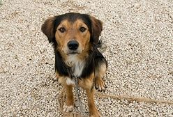 Nowy przepis podzielił właścicieli psów