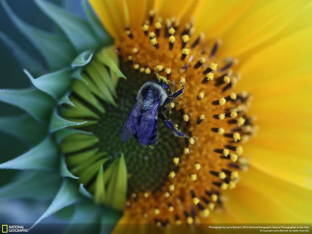 Fotografie natury, która nie przestaje zachwycać. Oto finałowe prace konkursu National Geographic Nature Photographer of the Year 2016 44
