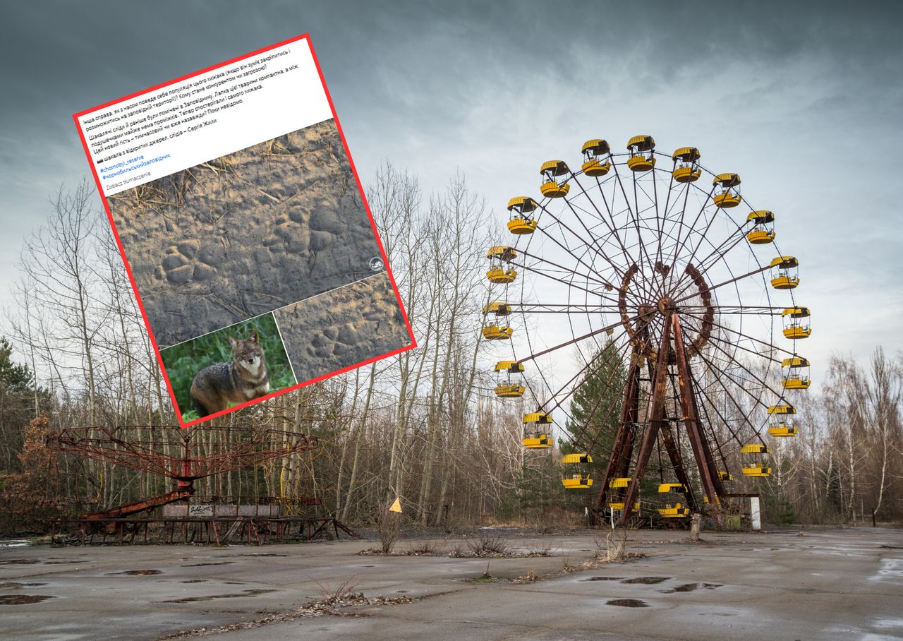 Golden jackal's mysterious arrival in the Chernobyl Exclusion Zone