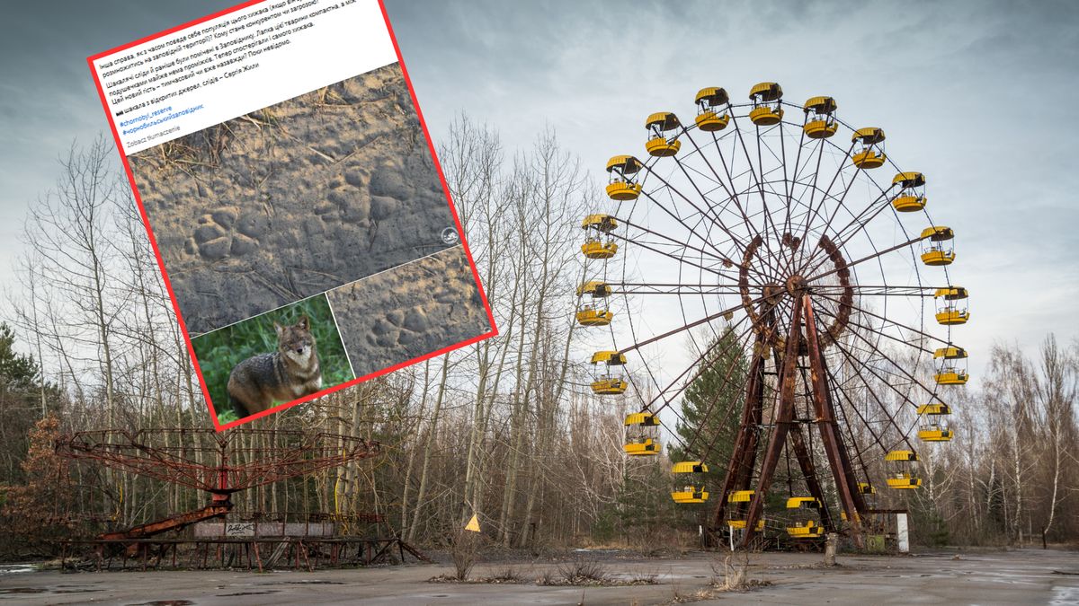 Pojawił się Czarnobylskiej Strefy Zamkniętej. "Nigdy wcześniej nie był tu widywany" 