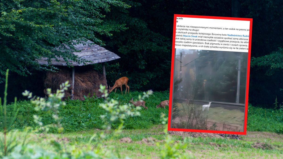 Pan Marcin napotkał sarnę albinosa