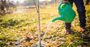 Jesienią szczególnie zadbaj o ogród. Podlewaj o tej porze dnia