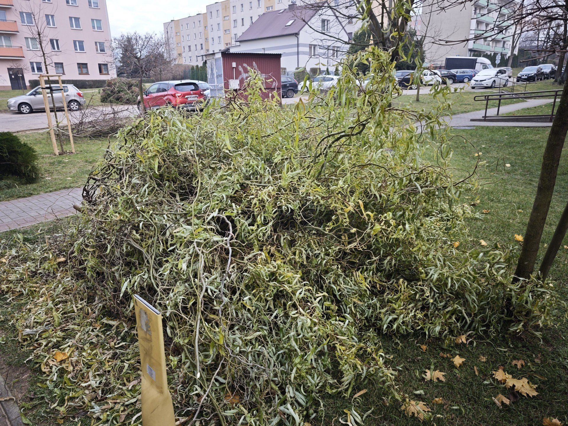 Na osiedlu Młodości w Chrzanowie trwa porządkowanie zieleni
