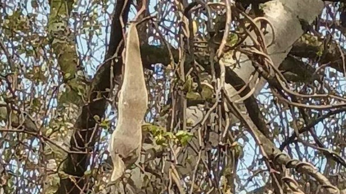 Tajemnicze "gniazdo" nurtuje internautów 