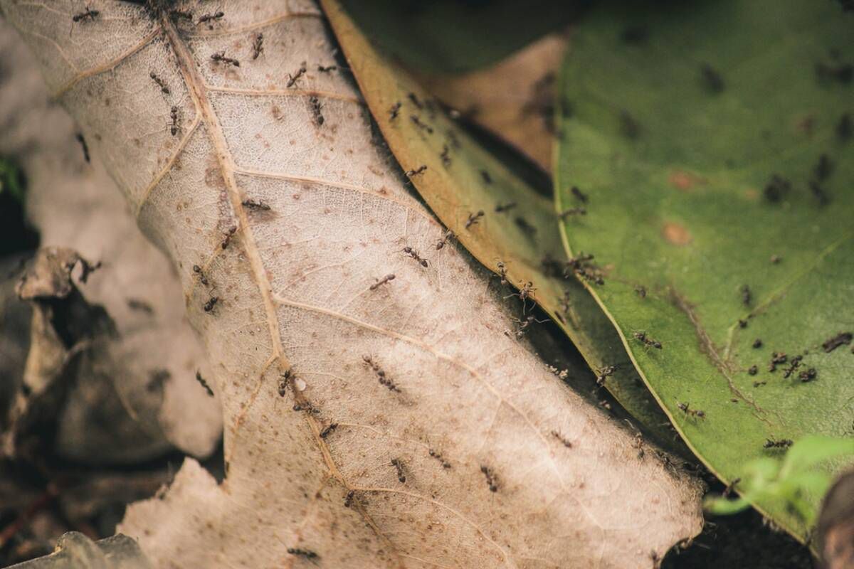 Heather Smith/pexels