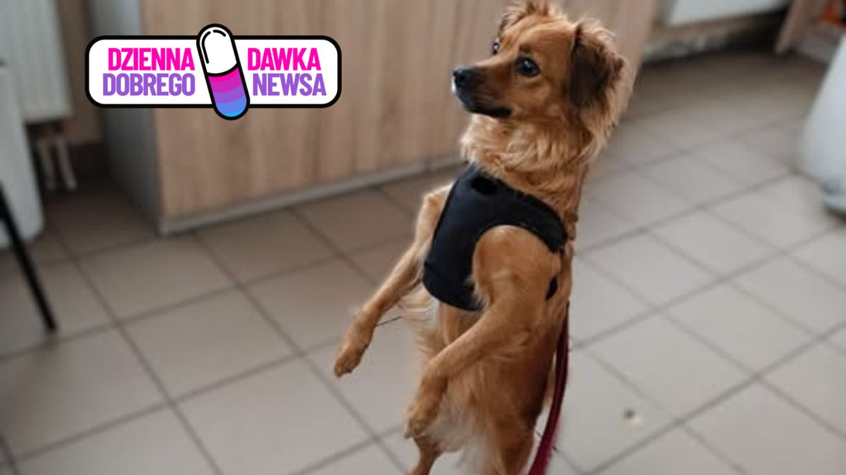 Straż Miejska zaopiekowała się pieskiem 
