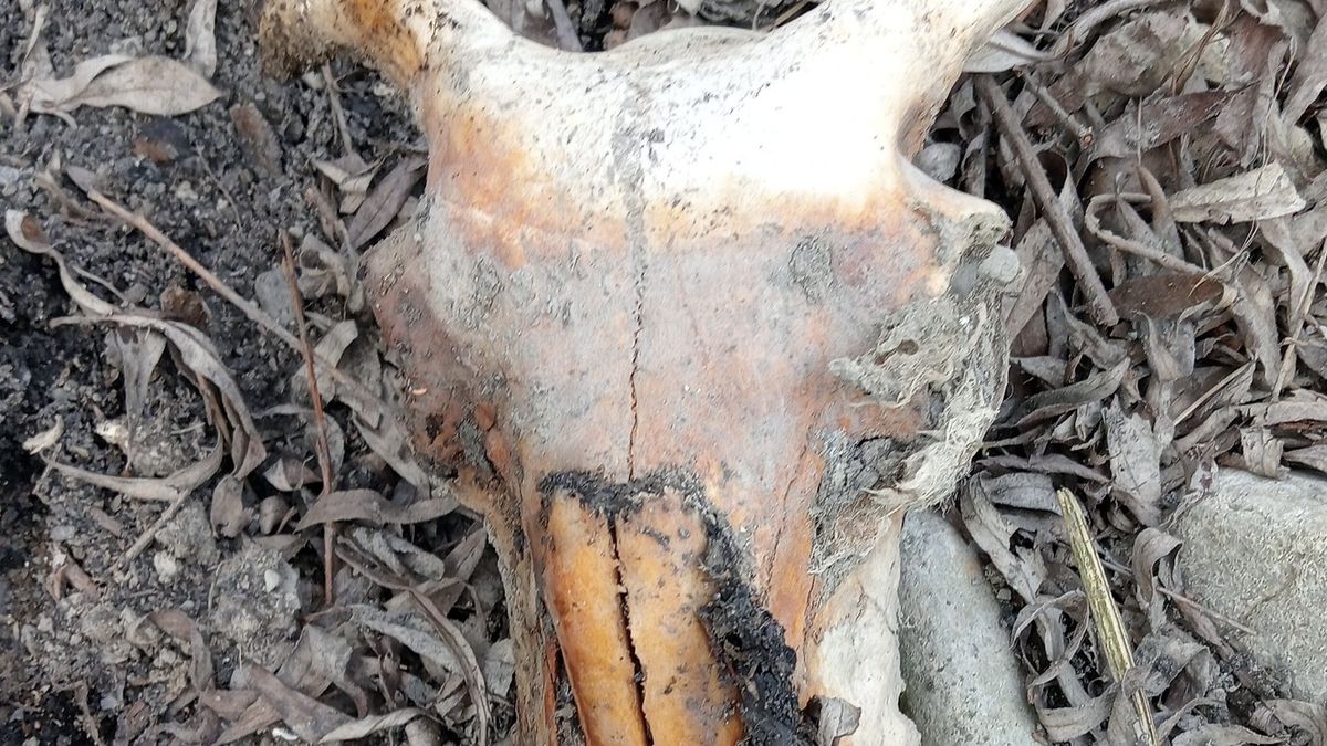 Inspektorzy Towarzystwa Opieki nad Zwierzętami znalaźli w pobliż