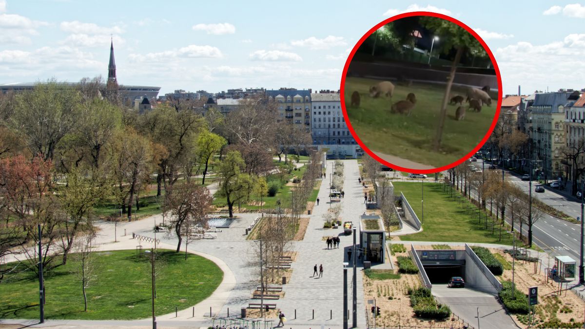 Dziki zadomowiły się w centrum Budapesztu 