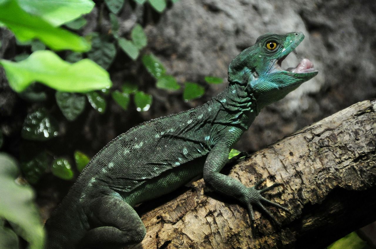 Basilisk – nowa przeglądarka twórców Pale Moon odpowiedzią na Quantum