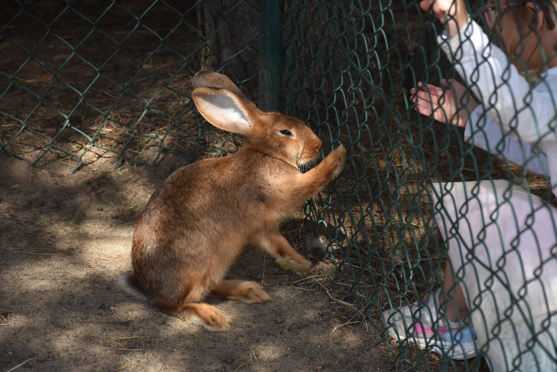 Podleśna Zagroda - Mini ZOO Mieścisko