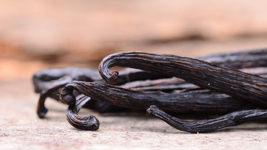 Laski wanilii czarnego koloru nabierają dopiero po odpowiedniej obróbce.