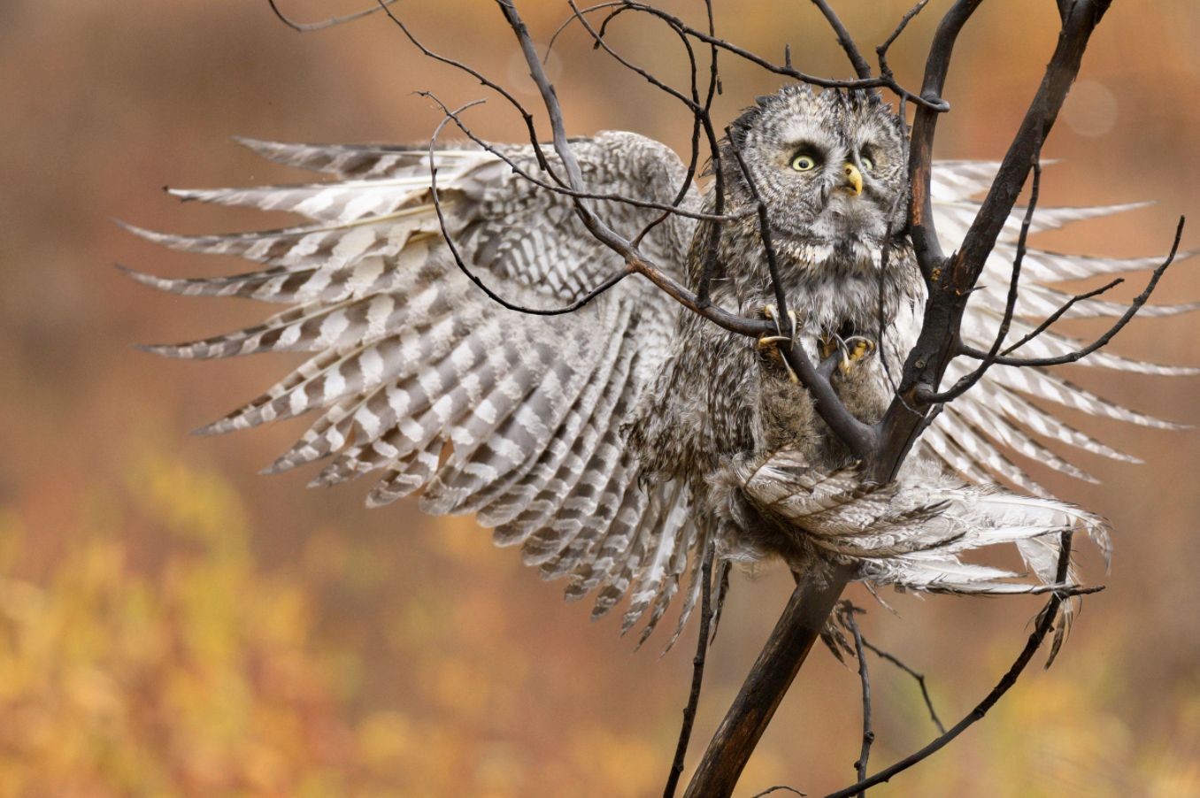 Audubon Photography Contest 2017 - piękno dzikich ptaków w najlepszym wydaniu 2