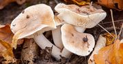Z tych grzybów o zabawnej nazwie robię pyszny sos. Inni omijają je w lesie, a to duża strata