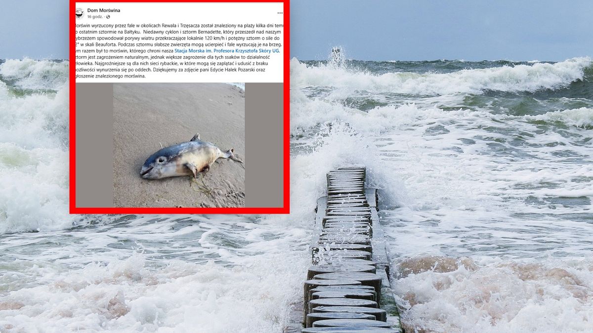Morświn wyrzucony na brzeg po sztormie