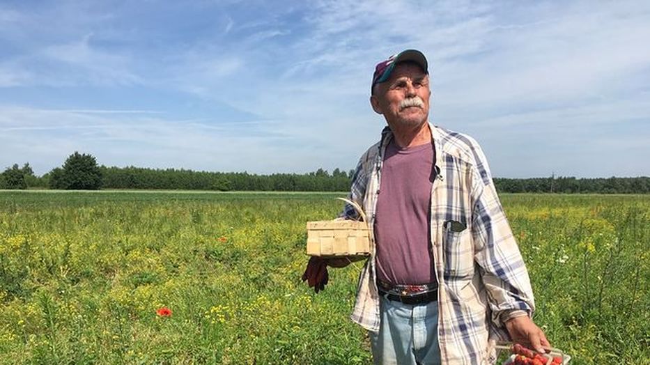 Pan Bogumił od trzech lat udostępnia swoje pole wszystkim, którzy nie boją się schylać po truskawki