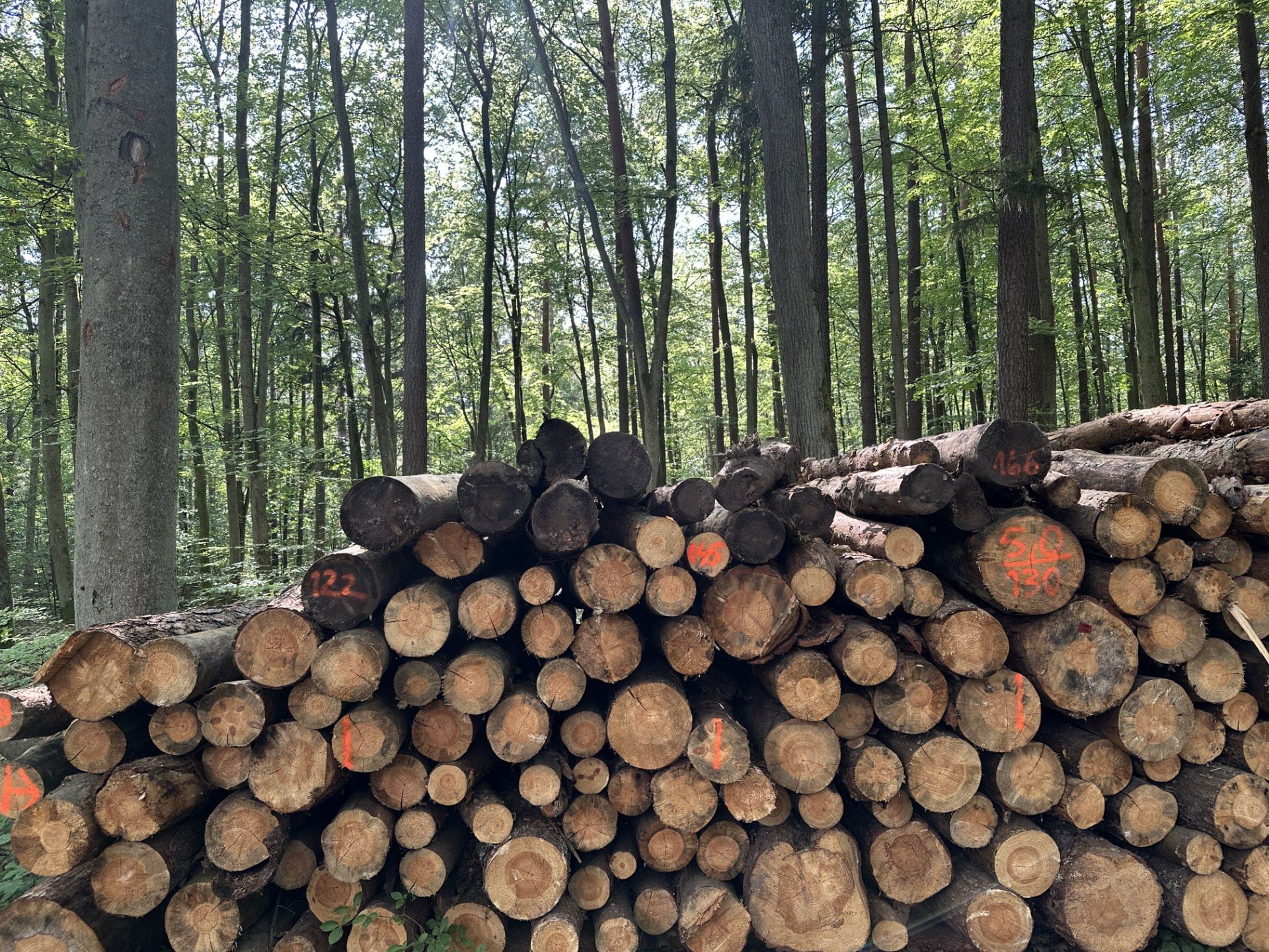 W Lasach Państwowych w dalszym ciągu trwa audyt 