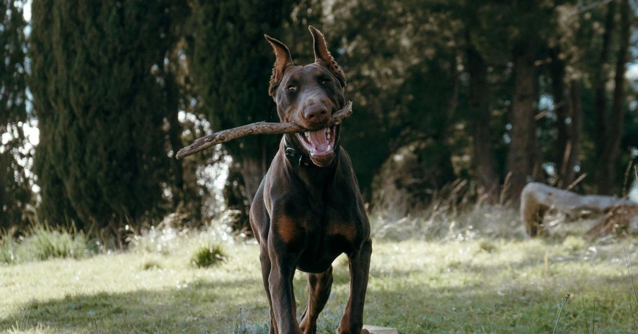 Poznań: Agresywny doberman biegał w okolicy Warty i atakował inne psy. Właściciel usłyszał zarzuty