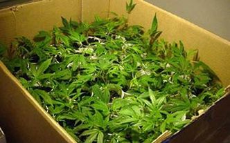 Marihuana coraz bardziej popularna wśród nastolatków