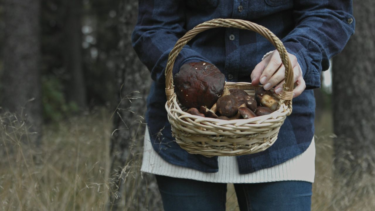 Są bardzo podobne do jadalnych grzybów, ale mogą cię zabić. Nawet ich nie dotykaj