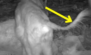 Patrzą tylko na jedno. Wilk się odwrócił. "To znak"