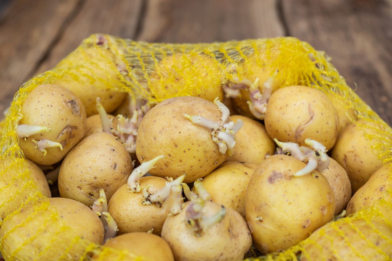 Keep your spuds fresh: Surprising hacks to stop sprouting