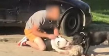 Lublin. Cztery Amstaffy rozszarpały maltańczyka na oczach właścicielki
