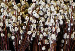 Przed nami białe święta? Ekspert odpowiada