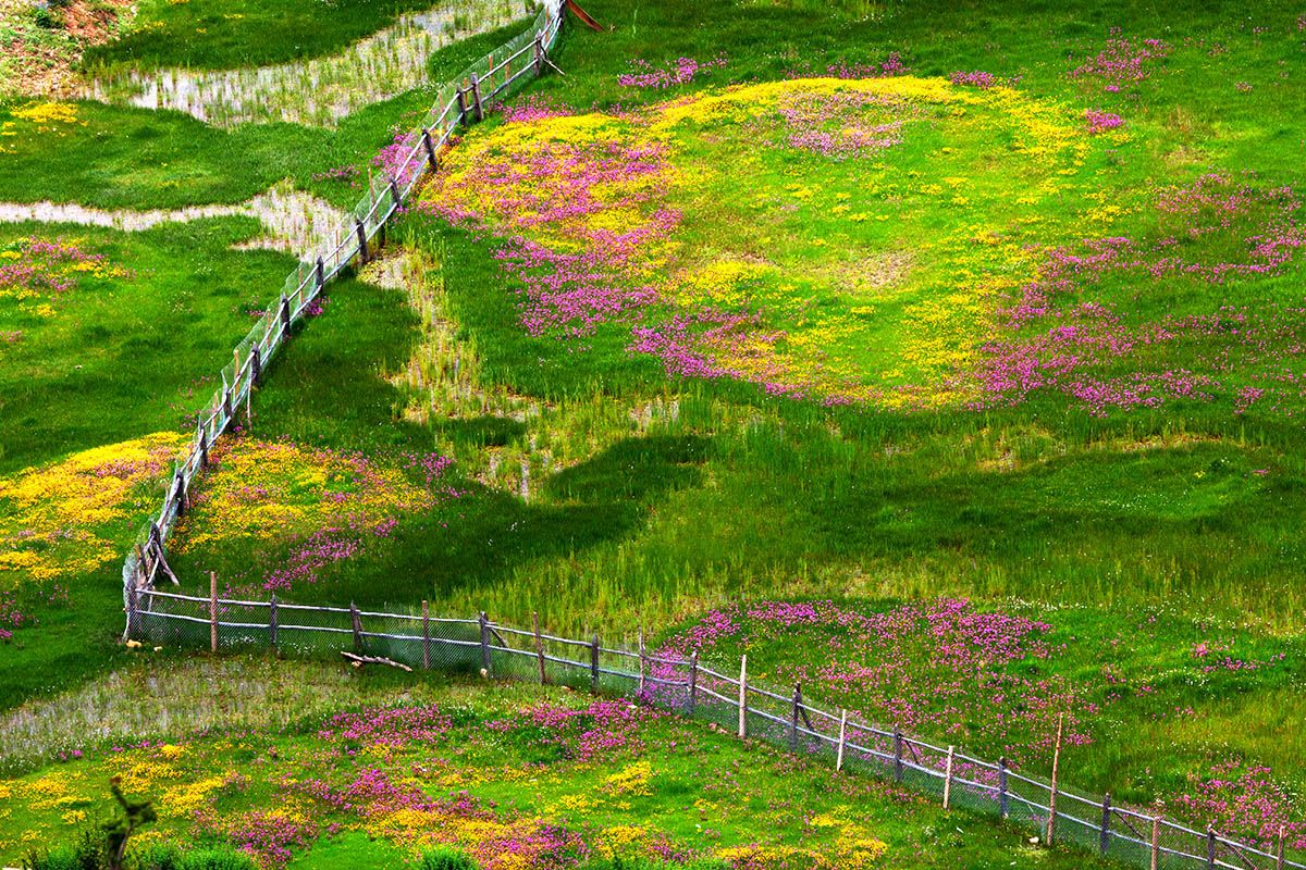 Najlepsze zdjęcia przyrody w konkursie International Garden Photographer of the Year 11