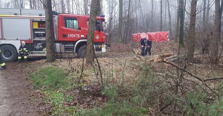 Wstrząsające okoliczności śmierci podczas wycinki drzew pod Toruniem. "Wszyscy piliśmy"