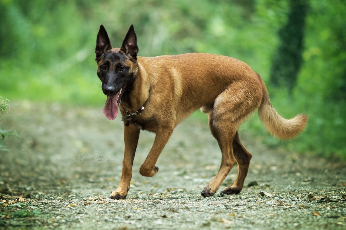 Naukowcy zidentyfikowali najbardziej inteligentną rasę psów - to owczarek belgijski