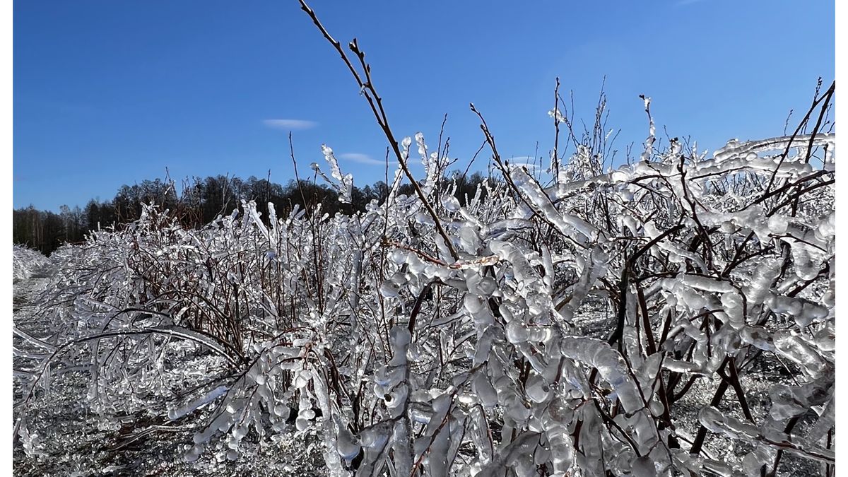 Oblodzenie na plantacji borówek po walce z przymrozkami