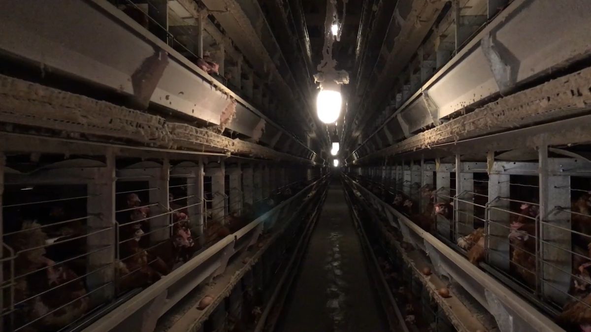 Na przemysłowych farmach w okolicach Żuromina hoduje się ok. 100 milionów kur.