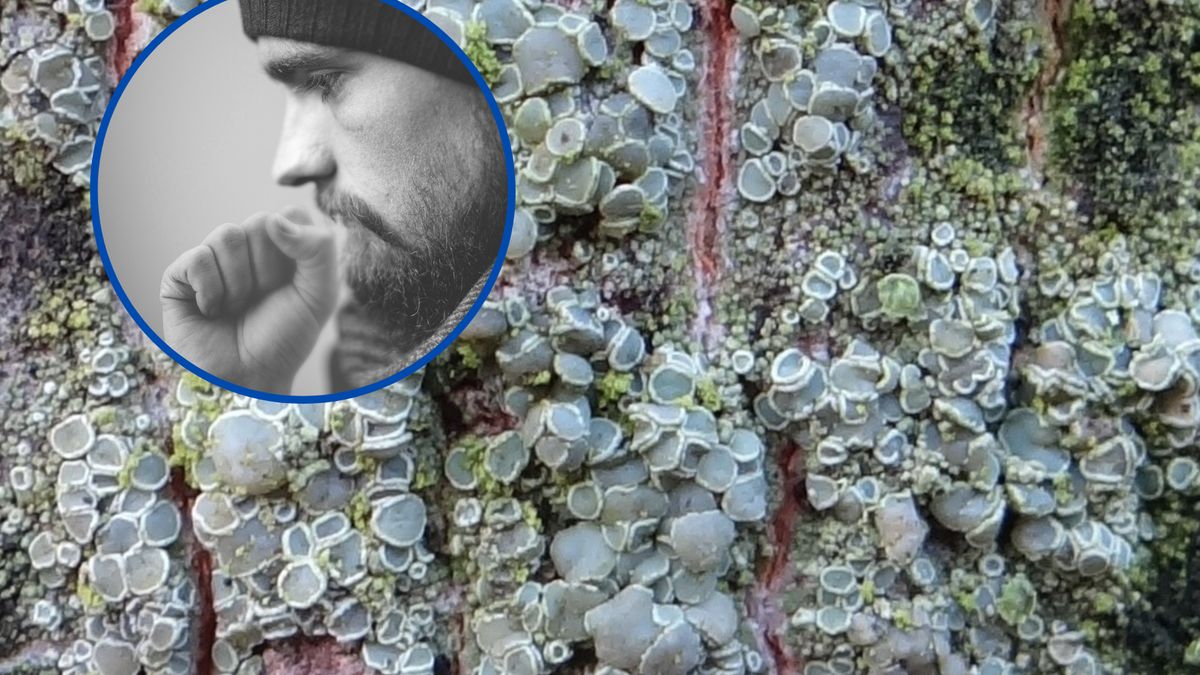 Obecność misecznicy proszkowatej świadczy o silnie zanieczyszczonym powietrzu