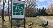 Pawie przechadzają się po Parku Solankowym w Inowrocławiu. Nowa atrakcja uzdrowiska