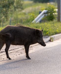 Polował na dzika. Kula przestrzeliła obie nogi kobiety. Jest wyrok