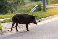 Polował na dzika. Kula przestrzeliła obie nogi kobiety. Jest wyrok