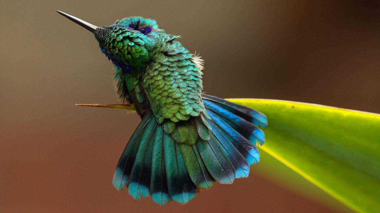Najlepsze zdjęcia ptaków w Audubon Photo Contest 2016 4