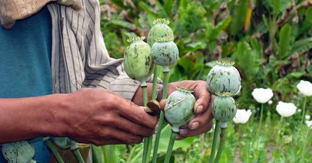 ONZ: Produkcja opium w Birmie wciąż rośnie