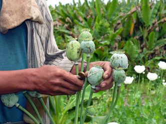 ONZ: Produkcja opium w Birmie wciąż rośnie