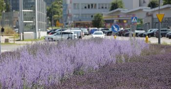 Kielce: Fioletowy dywan ponownie zachwyca. Lawendowe pole przy dworcu autobusowym kwitnie w pełnej krasie