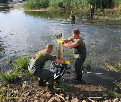 Zatruta Odra. Lecą głowy za brak reakcji na ekologiczną katastrofę