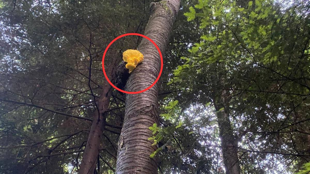 Żółciak siarkowy na dzikiej czereśni.