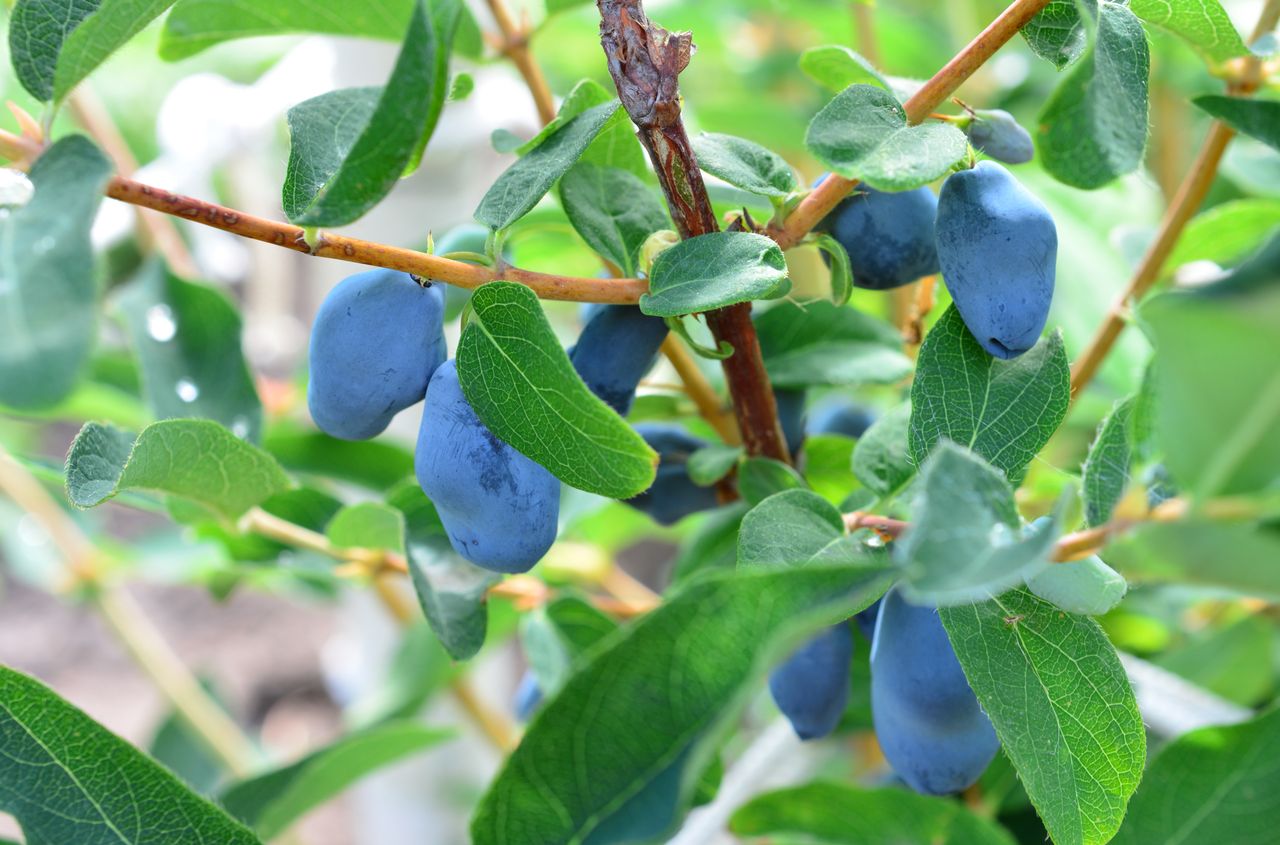 Kiedy sadzić jagodę kamczacką? Termin już blisko