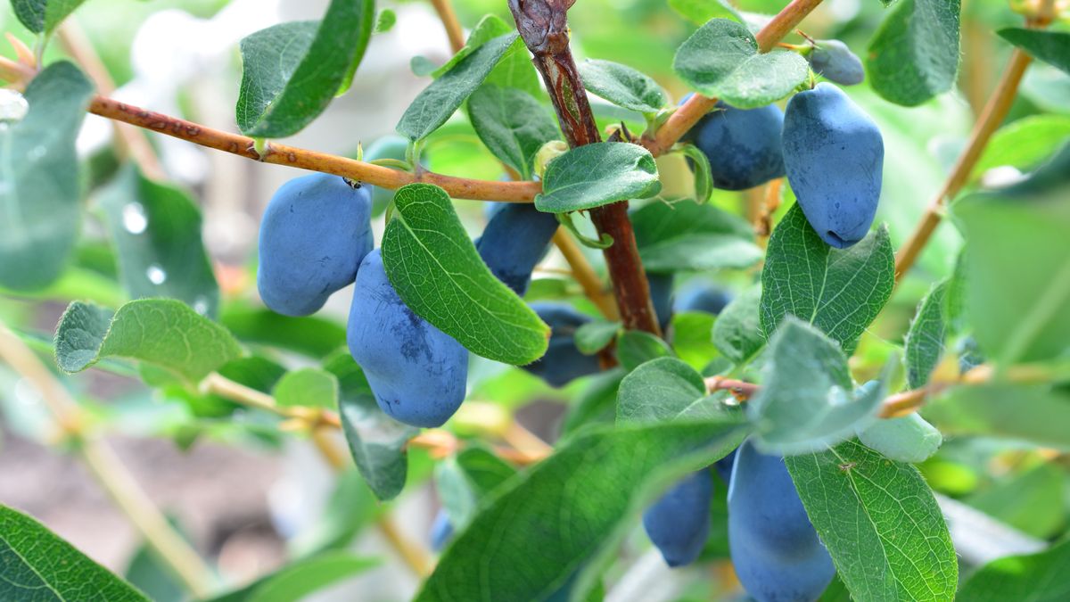 Kiedy sadzić jagodę kamczacką? 