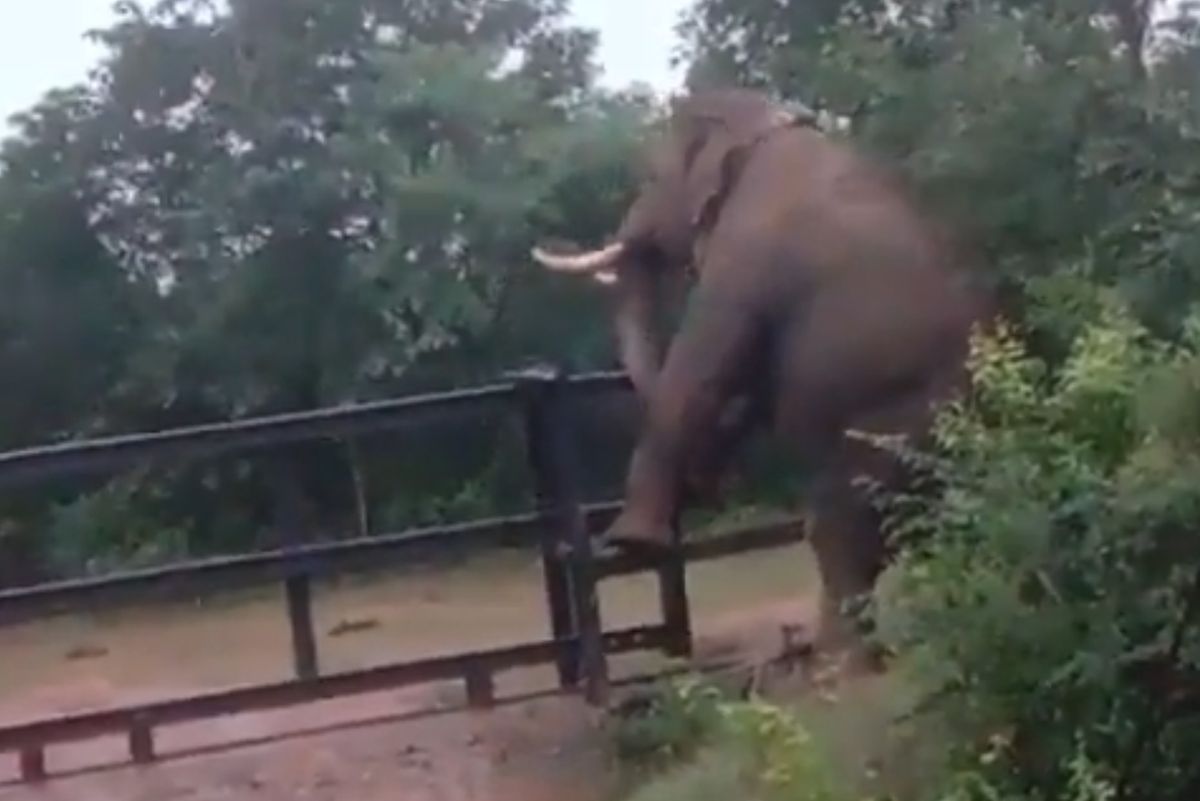 Słoń próbował przejść przez płot 