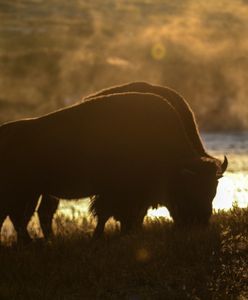 Seria incydentów w Parku Narodowym. Pracownicy apelują o rozwagę