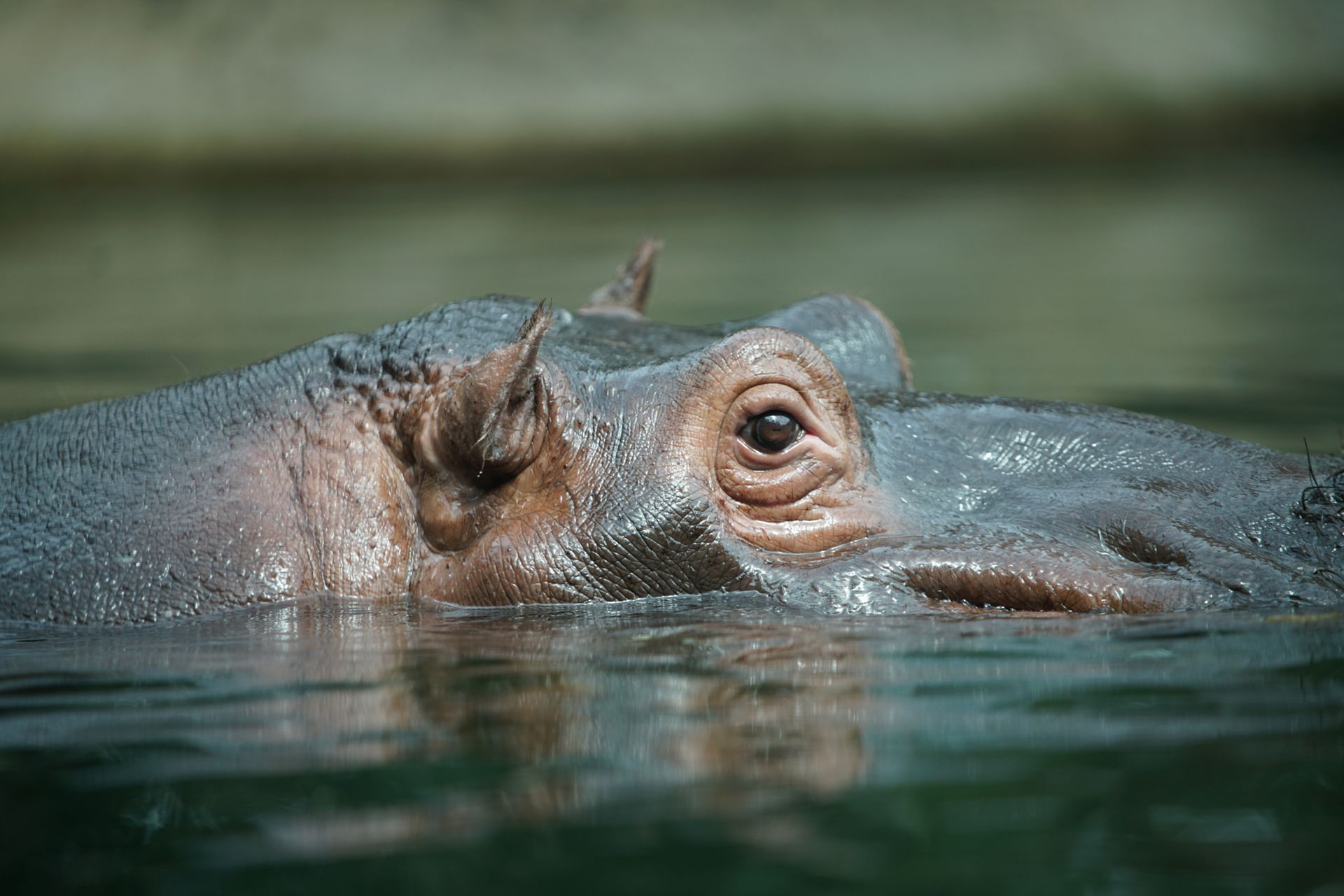 Sony FE 70–200 mm f/2.8 GM OSS - zdjęcia przykładowe z ZOO w Berlinie 11